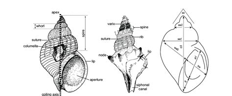 measuring snail shell thickness|terrestrial gastropod measurement guide.